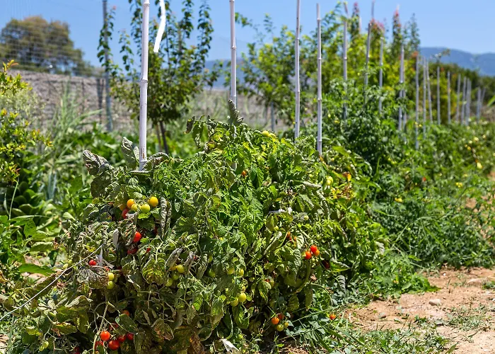 Hotel White Pearls Luxury - Adults Only