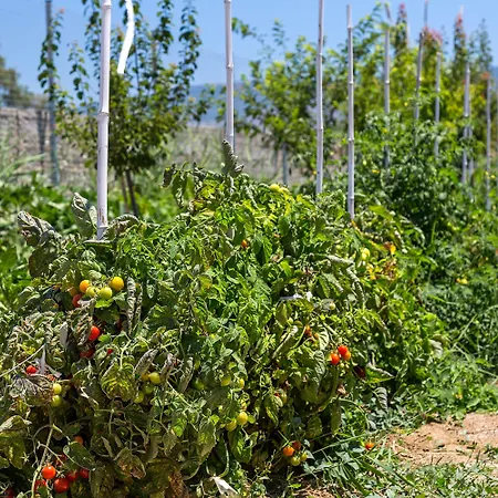 Hotel White Pearls Luxury - Adults Only